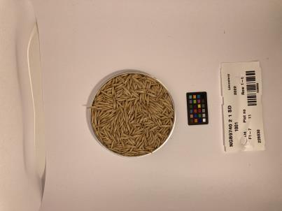 Click for 1 image(s) for this accession. SEED